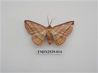 藏品(尺蛾2)的圖片